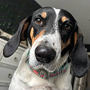 Pearl is registered to the contest to win money with this photo: dog, close_up, indoor, collar, pet, animal, ears, face, fur, looking_at_camera, curious, domestic_animal, muzzle, black_and_white, brown_markings, whiskers, snout, background, furniture, portrait