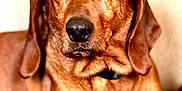 Faith is registered to the contest to win money with this photo: dog, brown_dog, pet, canine, animal, portrait, indoors, blanket, plaid, couch, fur, ears, nose, eyes, relaxed, companion, mammal, domestic_animal, resting, cozy