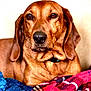 dog, brown_dog, pet, canine, animal, portrait, indoors, blanket, plaid, couch, fur, ears, nose, eyes, relaxed, companion, mammal, domestic_animal, resting, cozy
