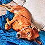 dog, couch, blanket, blue, beige, relaxing, pet, indoor, comfortable, fur, collar, canine, resting, cozy, home, furniture, portrait, animal, eyes, paw