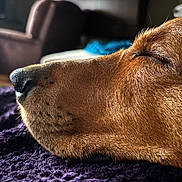 Faith is registered to the contest to win money with this photo: dog, close_up, resting, side_profile, brown_fur, nose, closed_eyes, indoor, blanket, purple, texture, blurred_background, furniture, chair, calm, pet, animal, snout, cozy, relaxed