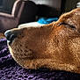 dog, close_up, resting, side_profile, brown_fur, nose, closed_eyes, indoor, blanket, purple, texture, blurred_background, furniture, chair, calm, pet, animal, snout, cozy, relaxed