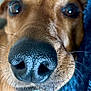 dog, nose, close_up, brown_fur, whiskers, eyes, pet, animal, canine, snout, texture, blanket, blue, cozy, indoor, fur, curious, macro, portrait, cute