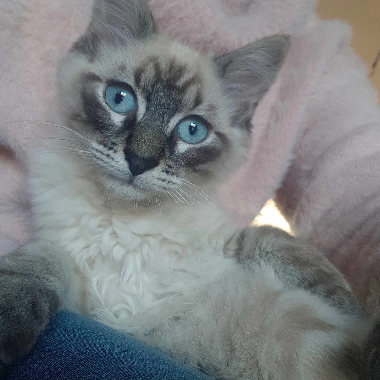 Aiko a rejoint le concours — aidez-le/la à gagner de superbes lots ! kitten, cat, blue_eyes, fluffy, fur, cute, pet, domestic_animal, whiskers, pink_sweater, clothing, jeans, resting, closeup, indoor, portrait, animal_face, cozy, soft, feline