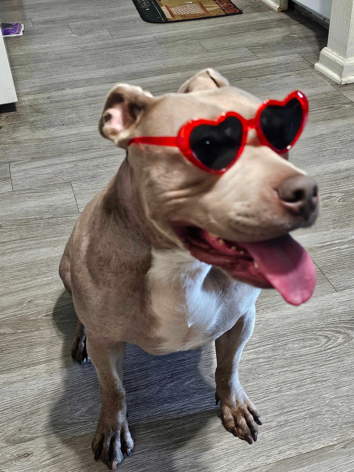 Stella is registered to the contest to win money with this photo: dog, pitbull, pet, heart_shaped_glasses, sunglasses, tongue_out, happy, sitting, indoor, hardwood_floor, paw, snout, ears, playful, close_up, mouth_open, white_chest, shadow, doormat, front_paws
