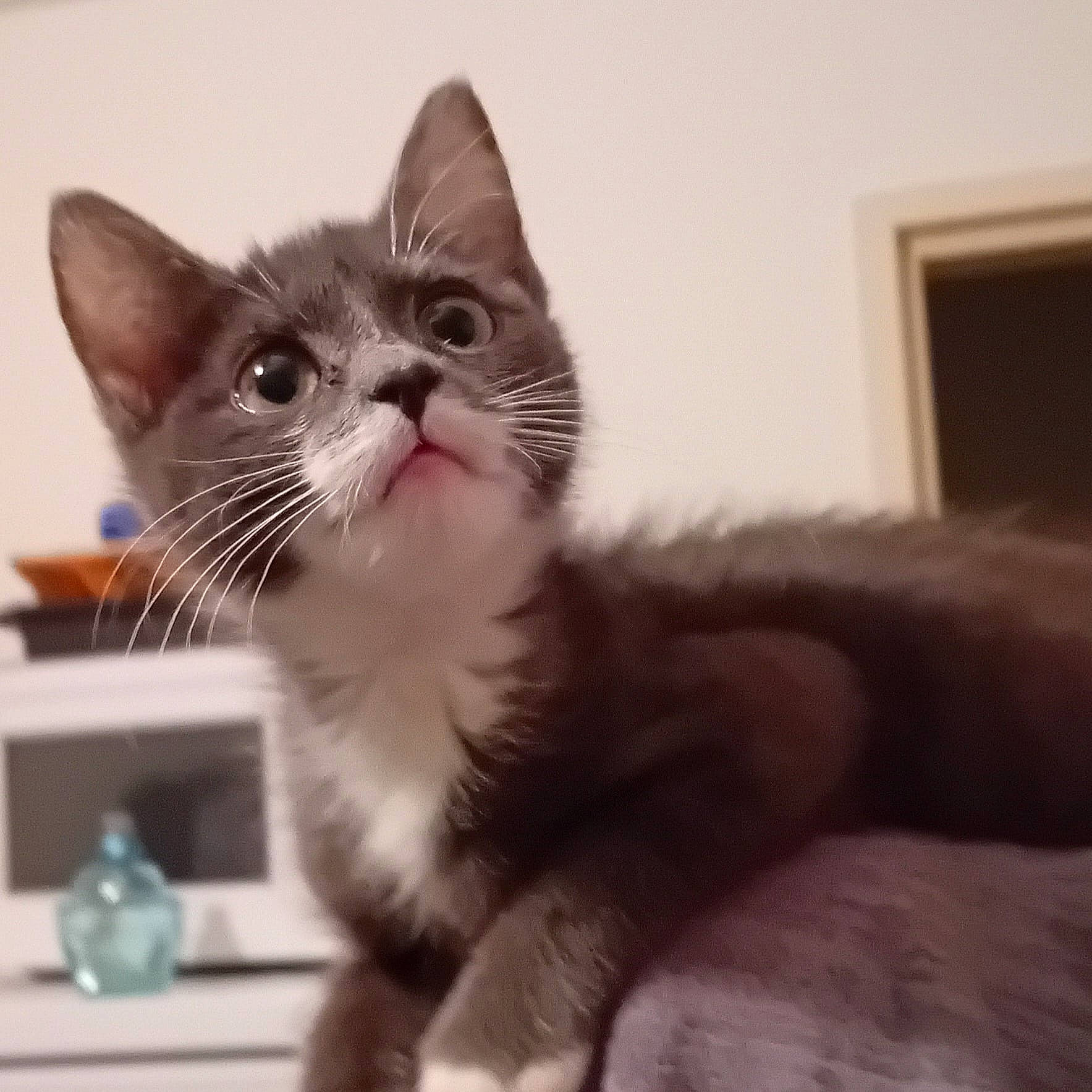 Cléo participe au concours pour gagner de l'argent avec cette photo : animal, cat, closeup, cozy, curious, cute, domestic, feline, fur, gray, household, indoor, kitten, looking_up, pet, portrait, soft_light, whiskers, white, young