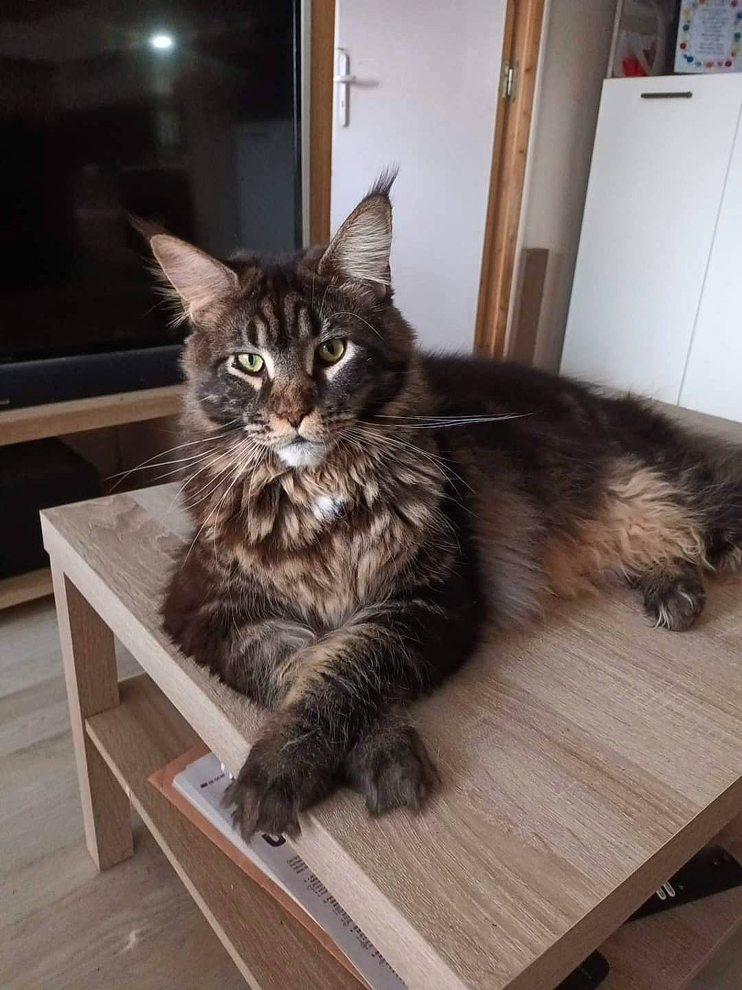 Titou a rejoint le concours — aidez-le/la à gagner de superbes lots ! cabinetry, carnivore, cat, claw, domestic_short_haired_cat, door, drawer, felidae, floor, flooring, fur, hardwood, maine_coon, plant, small_to_medium_sized_cats, table, tail, whiskers, wood, wood_flooring
