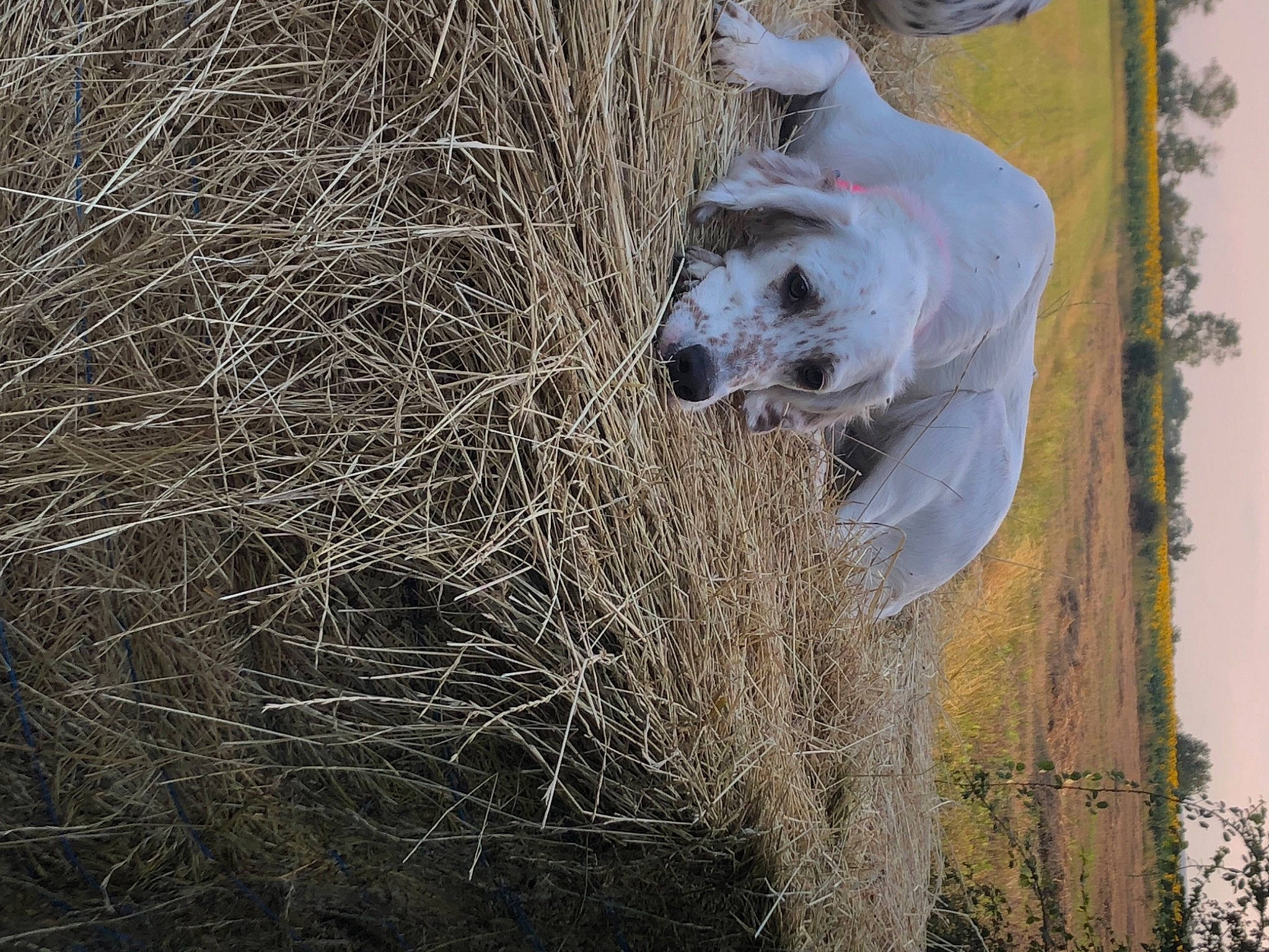 Rebelle a rejoint le concours — aidez-le/la à gagner de superbes lots ! art, canidae, carnivore, dog, dog_breed, fawn, freezing, fur, grass, plant, snout, sporting_group, terrestrial_animal, tree, trunk, twig, wildlife, window, winter, wood