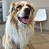 dog, canine, fluffy, long_hair, brown_and_white, happy, smiling, tongue_out, open_mouth, portrait, sitting, indoors, home, floor, tile, lamp, furniture, blurred_background, pet, close_up