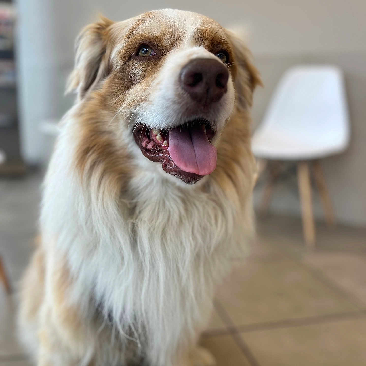 Replay a rejoint le concours — aidez-le/la à gagner de superbes lots ! dog, canine, fluffy, long_hair, brown_and_white, happy, smiling, tongue_out, open_mouth, portrait, sitting, indoors, home, floor, tile, lamp, furniture, blurred_background, pet, close_up
