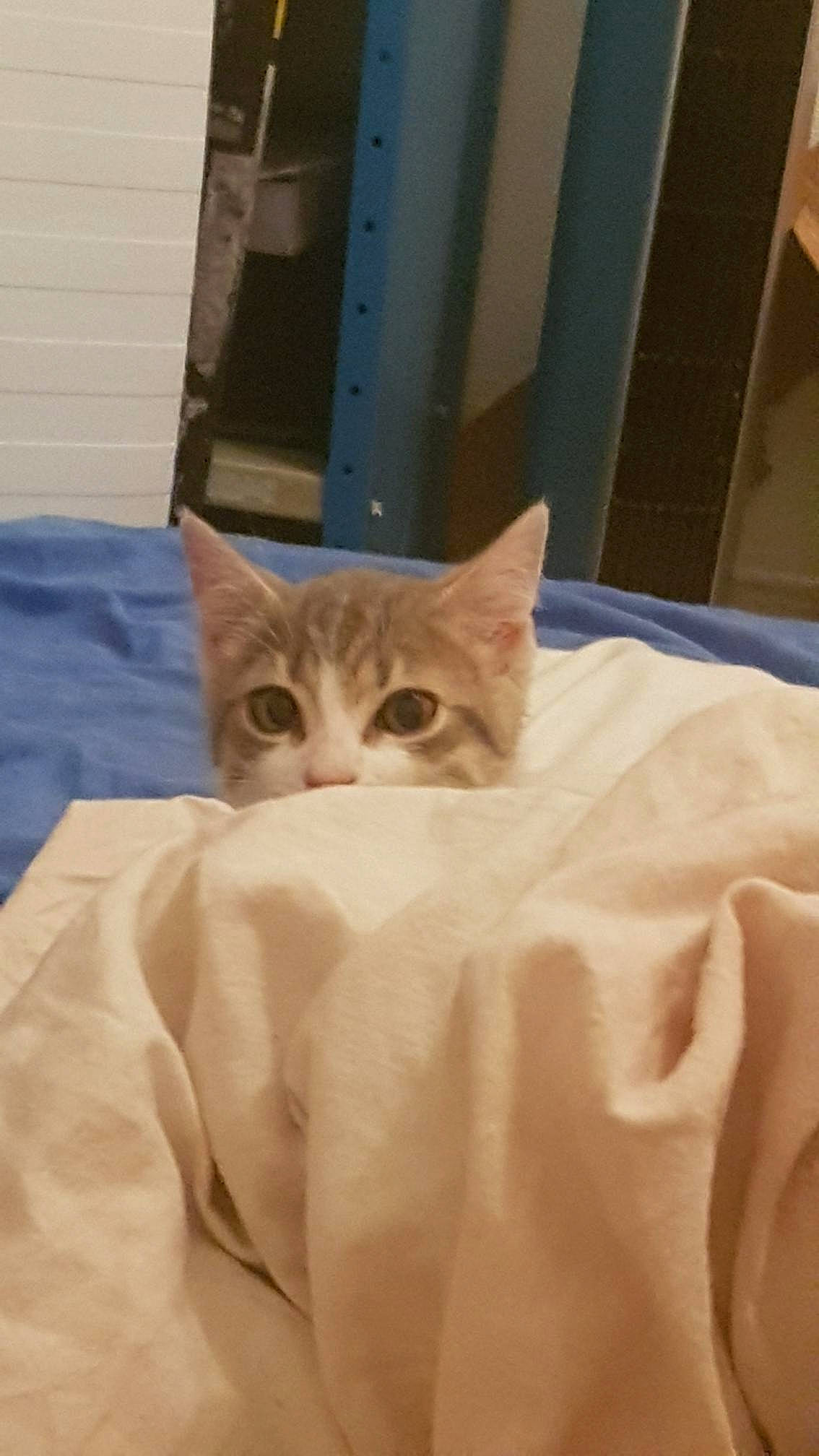 Kookie participe au concours pour gagner de l'argent avec cette photo : carnivore, cat, comfort, domestic_short_haired_cat, fawn, felidae, fur, hardwood, linens, paper_bag, paper_product, paw, room, small_to_medium_sized_cats, tail, whiskers, wood