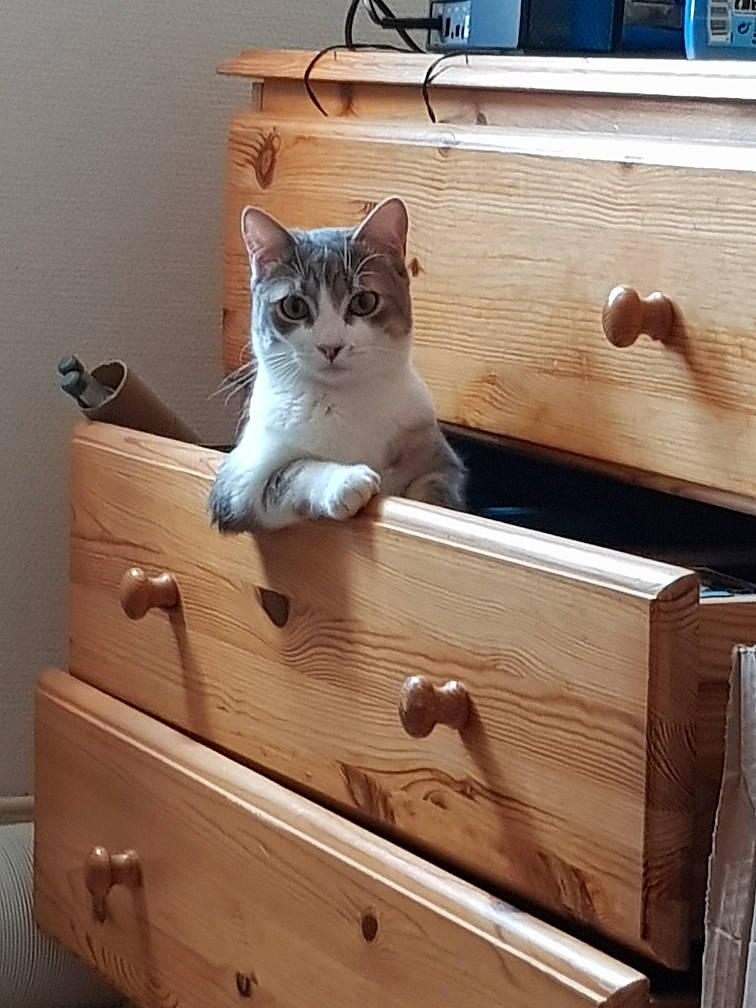 Kookie participe au concours pour gagner de l'argent avec cette photo : box, cabinetry, carnivore, cat, chest_of_drawers, drawer, felidae, furniture, hardwood, plywood, rectangle, room, shelf, shelving, small_to_medium_sized_cats, varnish, whiskers, white, wood, wood_stain