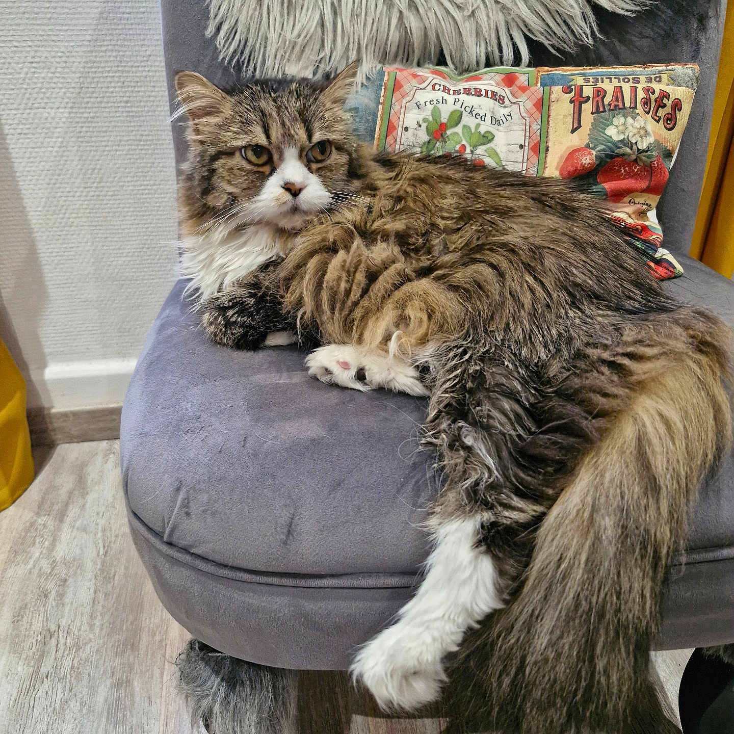 Kitty participe au concours pour gagner de l'argent avec cette photo : cat, chair, comfortable, cozy, curious, decor, domestic_cat, fluffy, fur, furniture, home, indoor, pet, pillow, relaxed, resting, tabby, tail, white_paws, wooden_floor