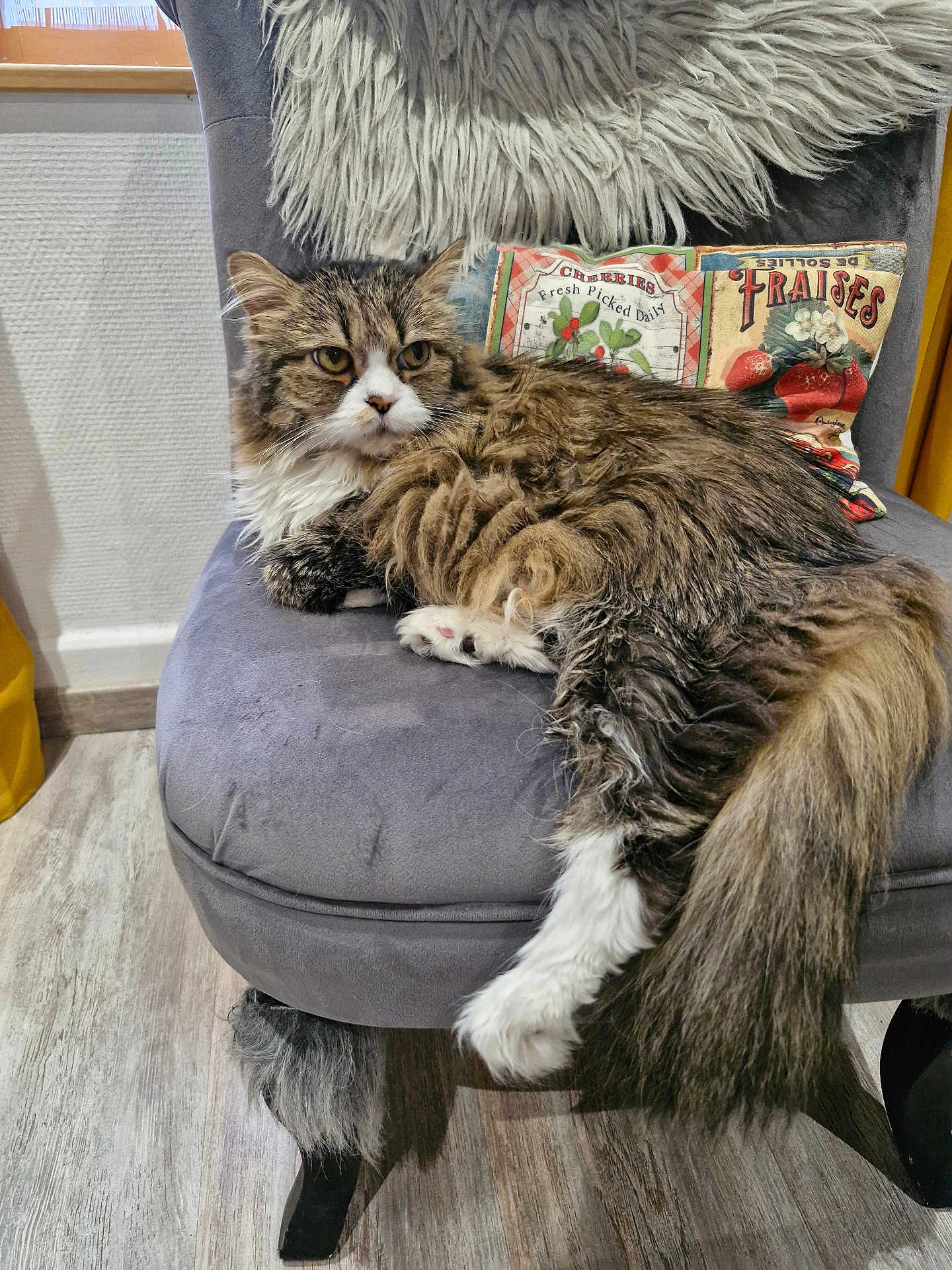 Kitty participe au concours pour gagner de l'argent avec cette photo : cat, fluffy, chair, furniture, pillow, indoor, pet, relaxed, fur, tabby, white_paws, tail, resting, cozy, decor, wooden_floor, curious, domestic_cat, home, comfortable