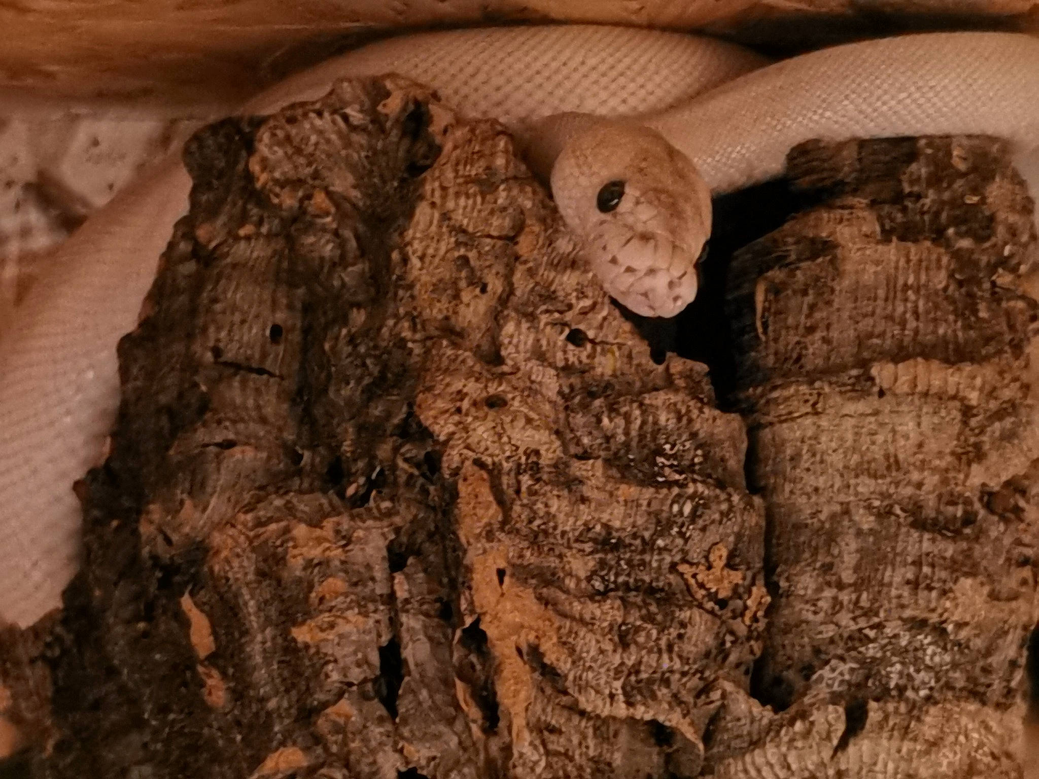 Ivory a rejoint le concours — aidez-le/la à gagner de superbes lots ! tree, trunk, wood