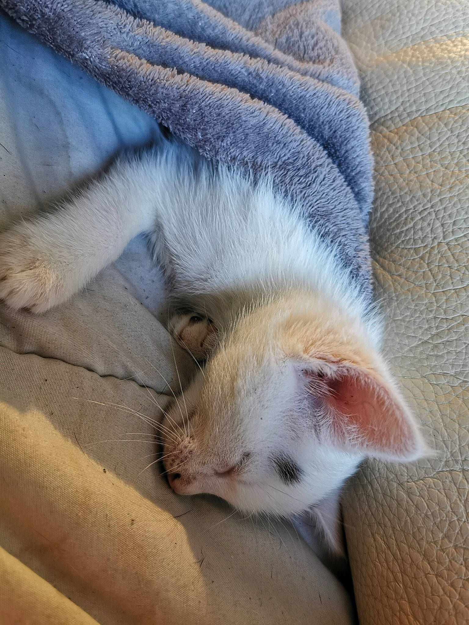 Pinceau participe au concours pour gagner de l'argent avec cette photo : carnivore, cat, claw, ear, fawn, felidae, fur, kitten, nap, paw, polydactyl_cat, singapura, small_to_medium_sized_cats, snout, whiskers