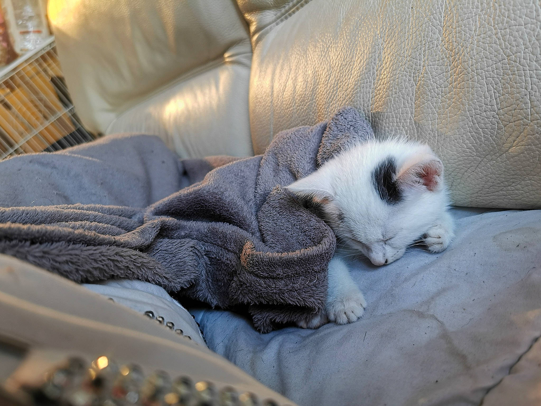 Pinceau a rejoint le concours — aidez-le/la à gagner de superbes lots ! aegean_cat, carnivore, cat, domestic_short_haired_cat, fawn, felidae, fur, kitten, nap, paw, polydactyl_cat, ragdoll, sleep, small_to_medium_sized_cats, snout, turkish_van, whiskers