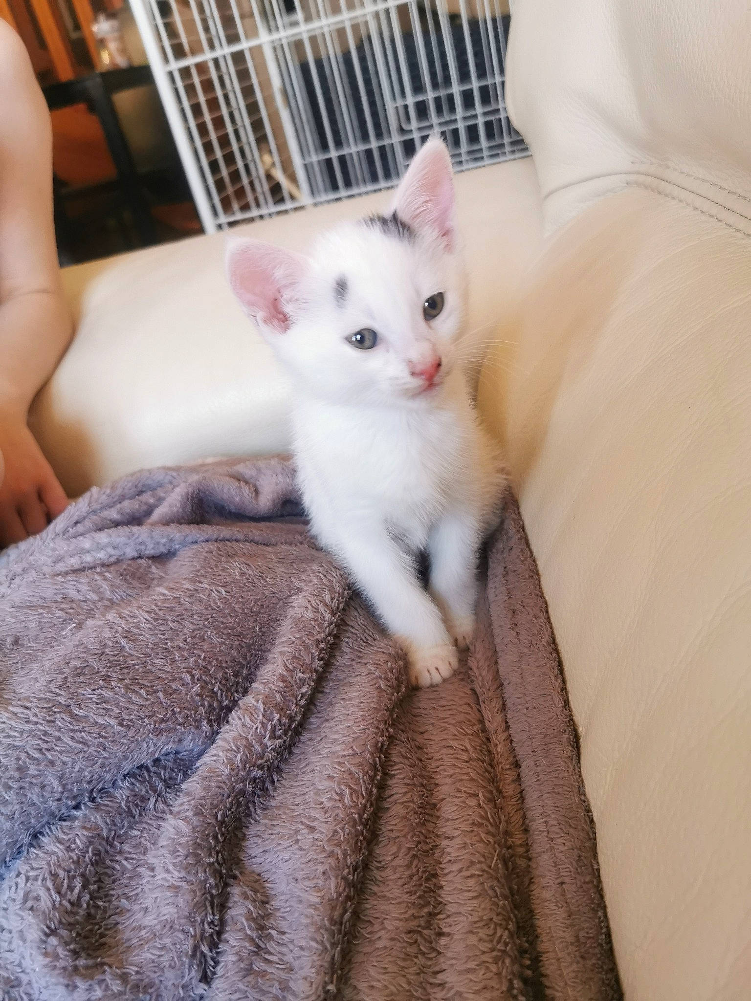 Pinceau a rejoint le concours — aidez-le/la à gagner de superbes lots ! asian, burmilla, carnivore, cat, colorpoint_shorthair, domestic_short_haired_cat, fawn, felidae, fur, khao_manee, kitten, mammal, ojos_azules, ragdoll, skin, small_to_medium_sized_cats, turkish_angora, turkish_van, whiskers