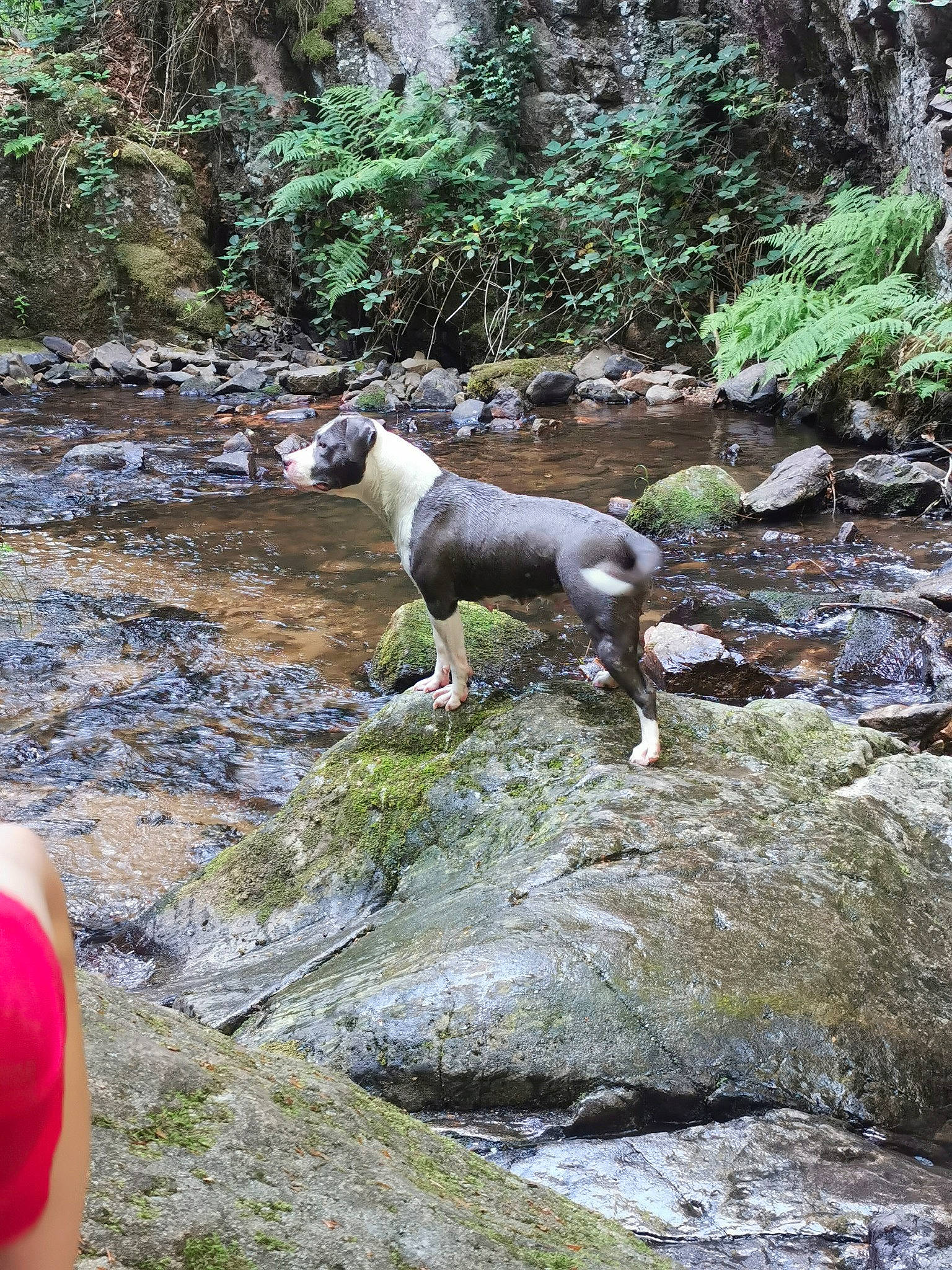 Nydia a rejoint le concours — aidez-le/la à gagner de superbes lots ! adventure, canidae, creek, fawn, hunting_dog, rock, stream, watercourse