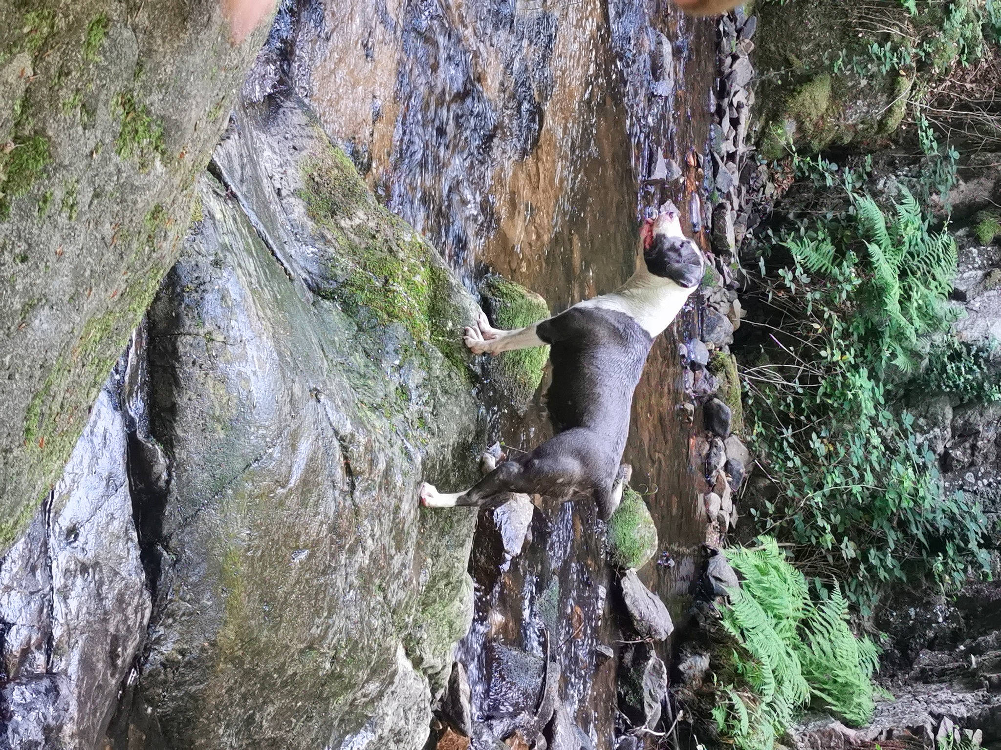 Nydia a rejoint le concours — aidez-le/la à gagner de superbes lots ! adventure, bedrock, climbing, escarpment, forest, formation, geology, moss, nature_reserve, old_growth_forest, outcrop, plant, rainforest, ravine, recreation, rock, rock_climbing, sport_climbing, tree