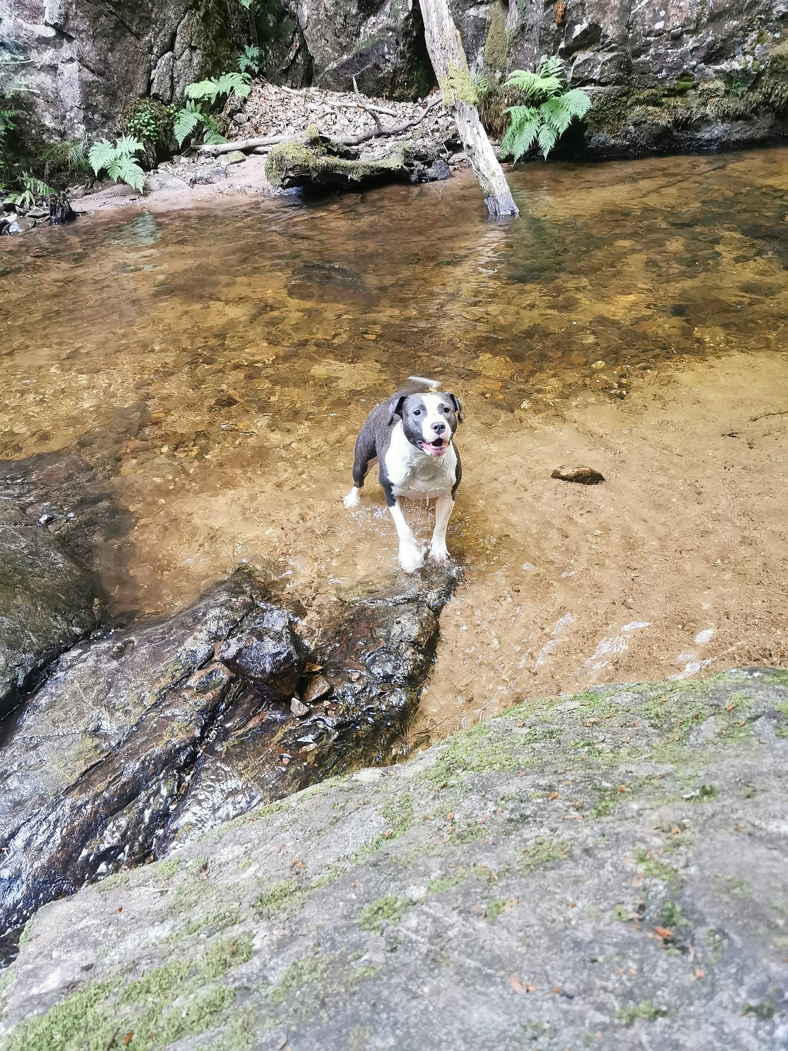 Nydia participe au concours pour gagner de l'argent avec cette photo : adventure, canidae, carnivore, creek, dog, dog_breed, hunting_dog, river, sporting_group, stream, water_resources, watercourse