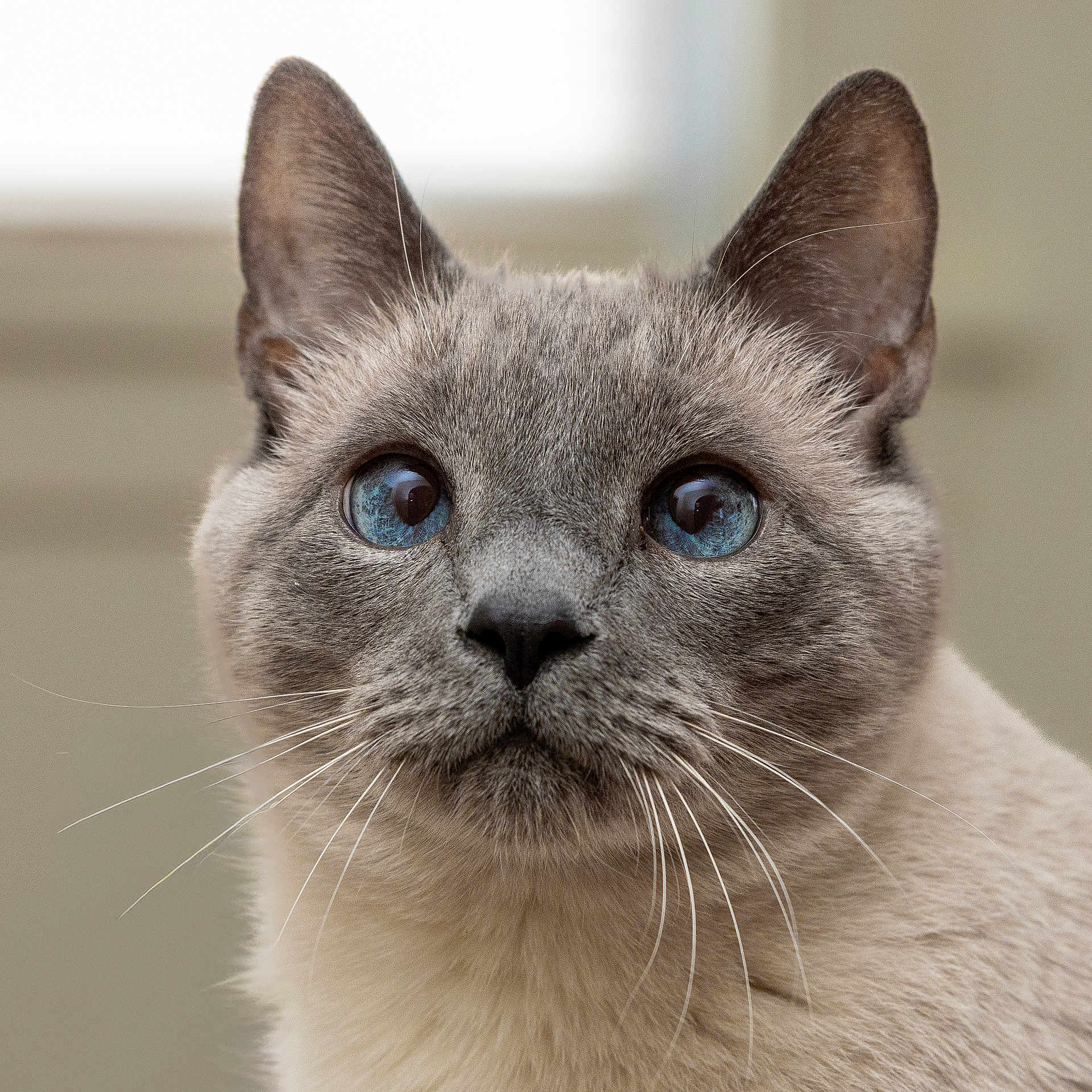 Neek joined the competition — help win amazing prizes! animal, blue_eyes, cat, close_up, curious, cute, domestic_animal, ears, face, feline, fur, indoor, looking_up, muzzle, nose, pet, portrait, siamese_cat, soft_light, whiskers