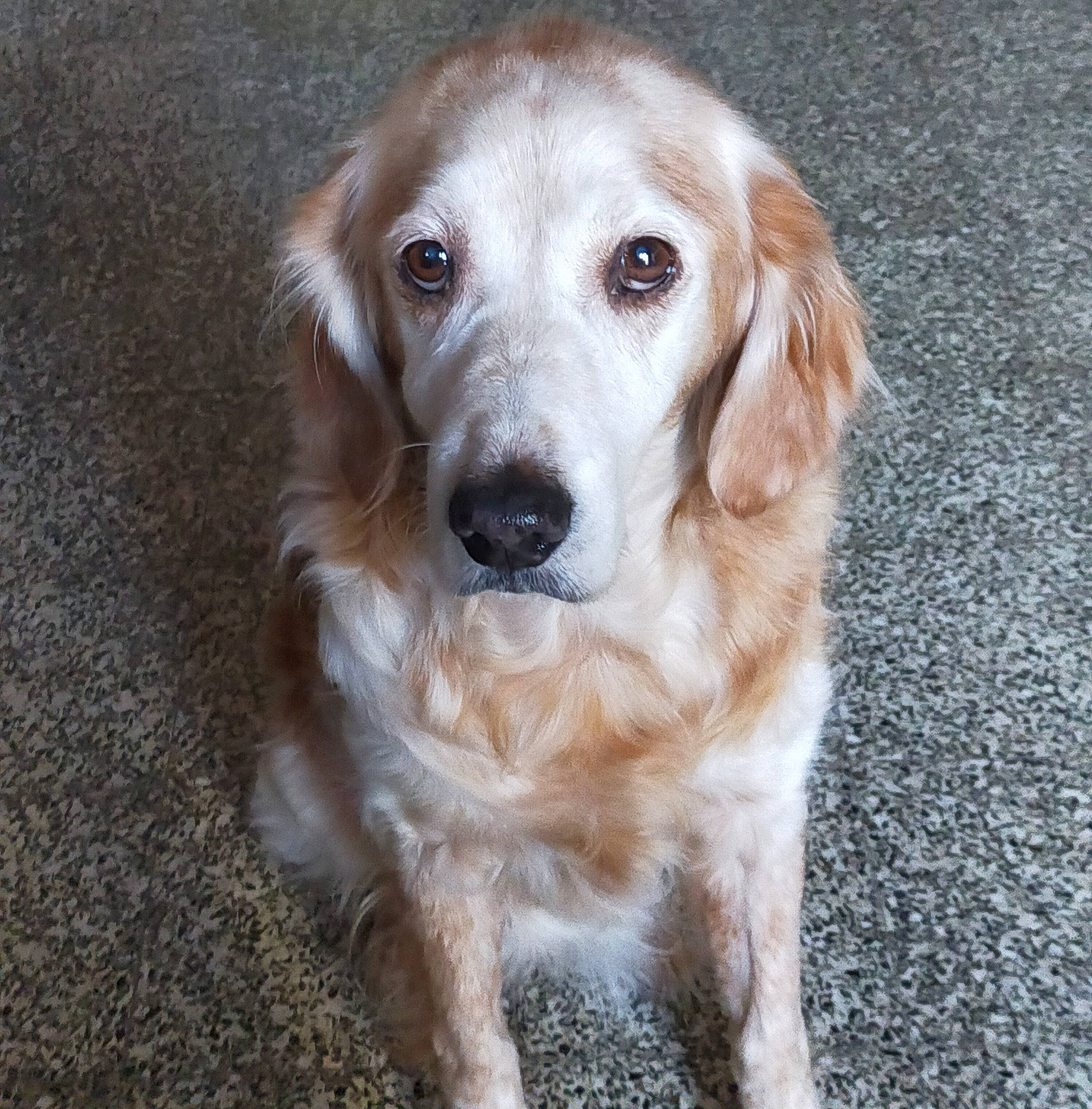 Belle participe au concours pour gagner de l'argent avec cette photo : canidae, carnivore, companion_dog, dog, dog_breed, fawn, golden_retriever, mammal, rare_breed_dog, retriever, setter, small_greek_domestic_dog, snout, sporting_group, vertebrate, whiskers, working_dog