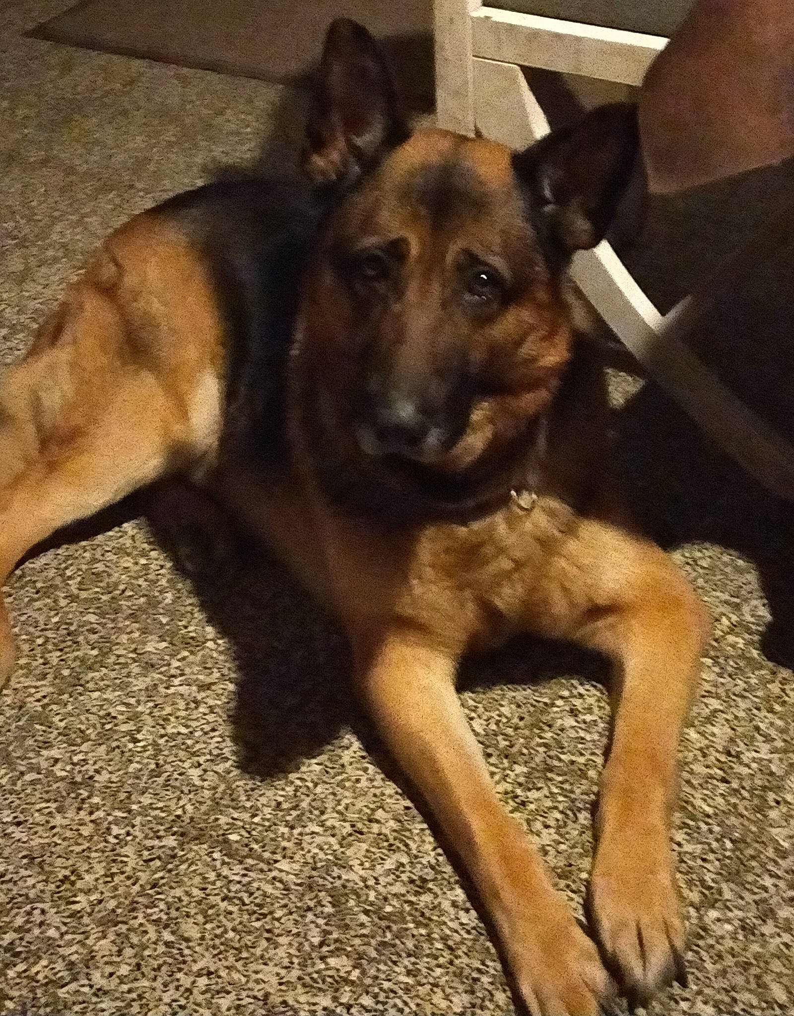 Tazer participe au concours pour gagner de l'argent avec cette photo : belgian_shepherd, belgian_shepherd_malinois, canidae, carnivore, dog, dog_breed, fawn, german_shepherd_dog, king_shepherd, kunming_wolfdog, mammal, old_german_shepherd_dog, police_dog, snout, vertebrate, working_dog