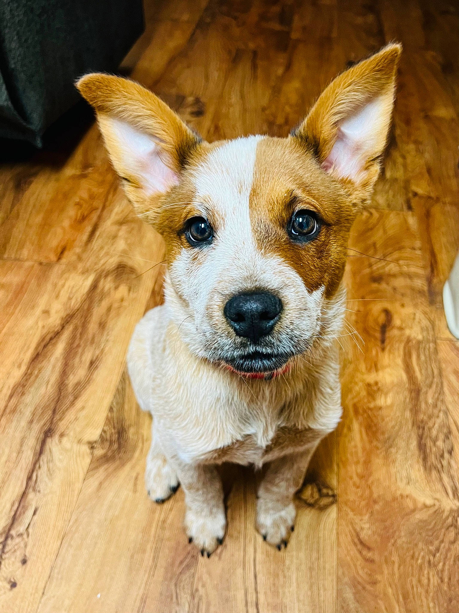 Brantley joined the competition — help win amazing prizes! ancient_dog_breeds, carnivore, companion_dog, dog, dog_breed, fawn, flooring, hardwood, non_sporting_group, puppy, sporting_group, tail, terrestrial_animal, terrier, varnish, whiskers, wood, wood_flooring, wood_stain, working_animal