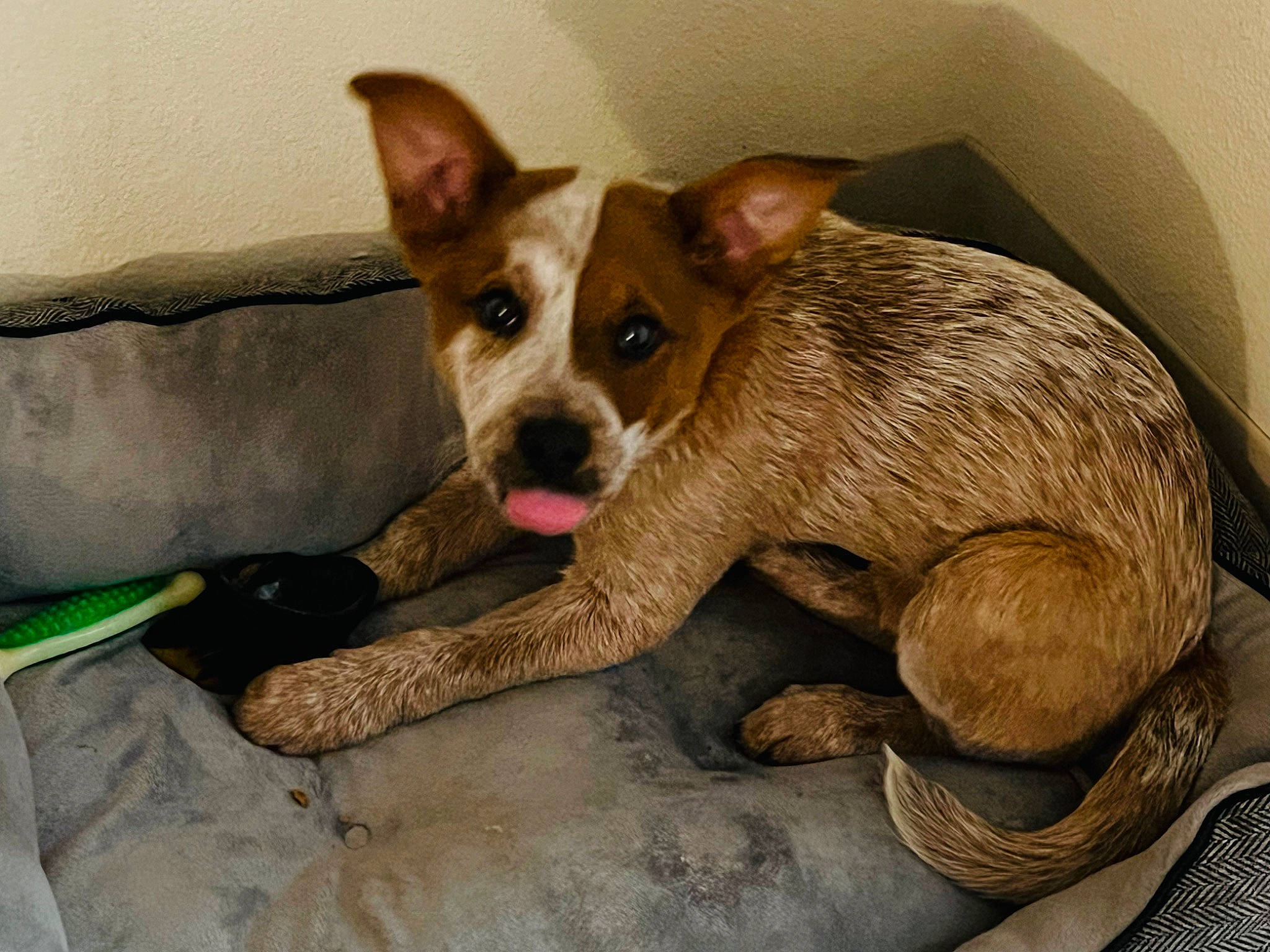 Brantley is registered to the contest to win money with this photo: bored, canidae, carnivore, comfort, companion_dog, dog, dog_breed, dog_supply, fawn, fur, paw, pet_supply, snout, sporting_group, tail, terrestrial_animal, terrier, toy_dog, whiskers, working_animal