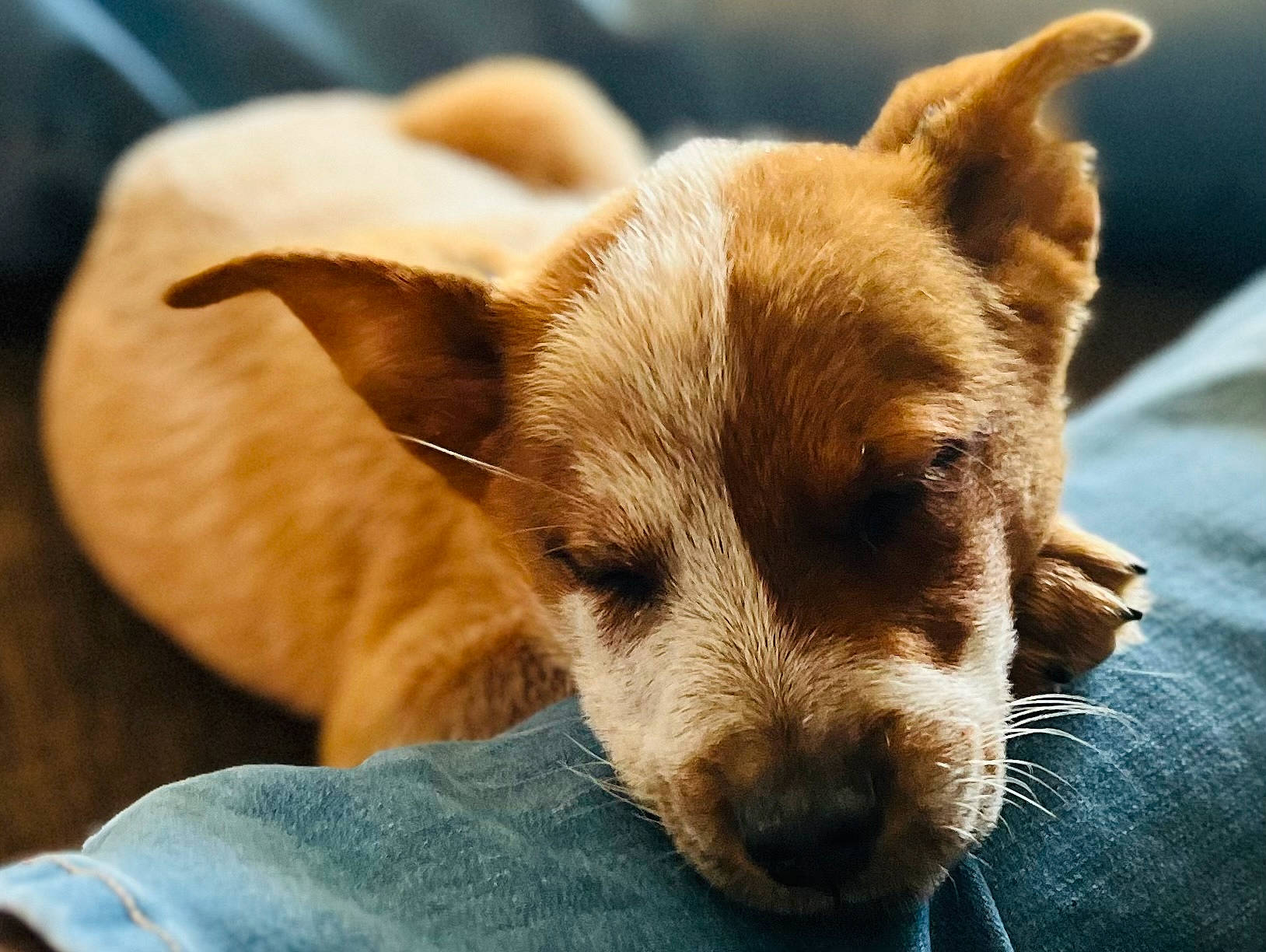 Brantley joined the competition — help win amazing prizes! canidae, carnivore, comfort, companion_dog, dog, dog_breed, ear, fawn, fur, non_sporting_group, snout, sporting_group, terrestrial_animal, toy_dog, whiskers, wildlife, wood, working_animal