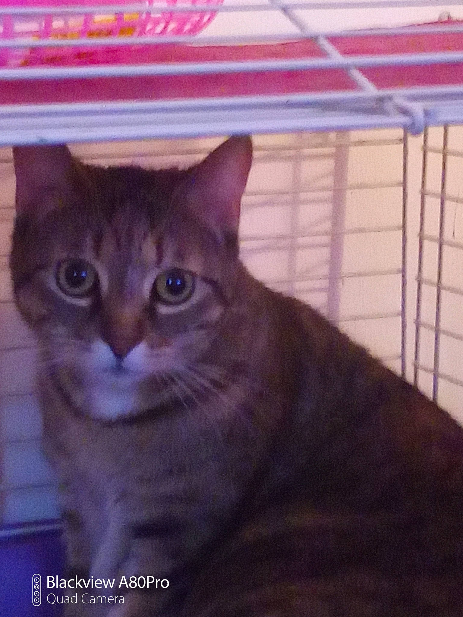 Charlotte a rejoint le concours — aidez-le/la à gagner de superbes lots ! art, carnivore, cat, domestic_short_haired_cat, felidae, fur, iris, pet_supply, photo_caption, rectangle, small_to_medium_sized_cats, snout, tail, terrestrial_animal, whiskers, wildlife, window