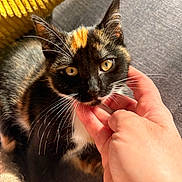 Nala participe au concours pour gagner de l'argent avec cette photo : cat, tortoiseshell_cat, pet, hand, yellow_cushion, gray_fabric, close_up, whiskers, fur, sunlight, indoor, cozy, cute, animal, domestic_cat, face, eyes, ear, resting, comfort