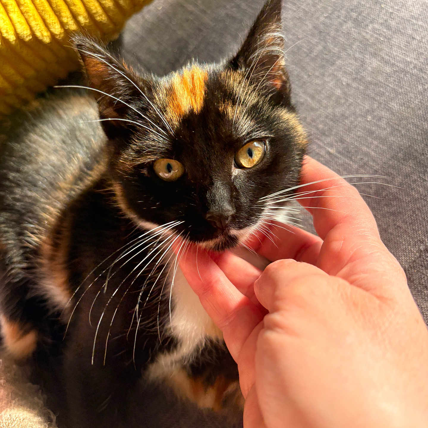 Nala participe au concours pour gagner de l'argent avec cette photo : cat, tortoiseshell_cat, pet, hand, yellow_cushion, gray_fabric, close_up, whiskers, fur, sunlight, indoor, cozy, cute, animal, domestic_cat, face, eyes, ear, resting, comfort