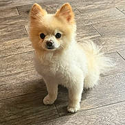 Mikey Lobito joined the competition — help win amazing prizes! dog, puppy, pomeranian, fluffy, cream_colored, pet, animal, indoor, wooden_floor, small_dog, cute, fur, ears, eyes, standing, portrait, looking_at_camera, companion, domestic_animal, friendly