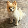 dog, puppy, pomeranian, fluffy, cream_colored, pet, animal, indoor, wooden_floor, small_dog, cute, fur, ears, eyes, standing, portrait, looking_at_camera, companion, domestic_animal, friendly