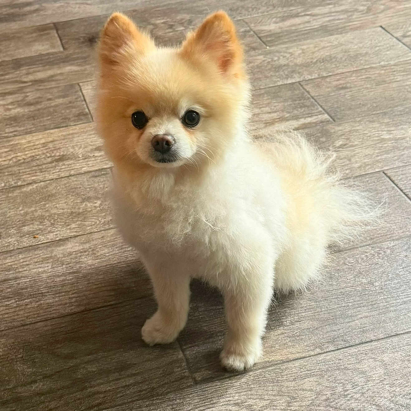 Mikey Lobito joined the competition — help win amazing prizes! animal, companion, cream_colored, cute, dog, domestic_animal, ears, eyes, fluffy, friendly, fur, indoor, looking_at_camera, pet, pomeranian, portrait, puppy, small_dog, standing, wooden_floor