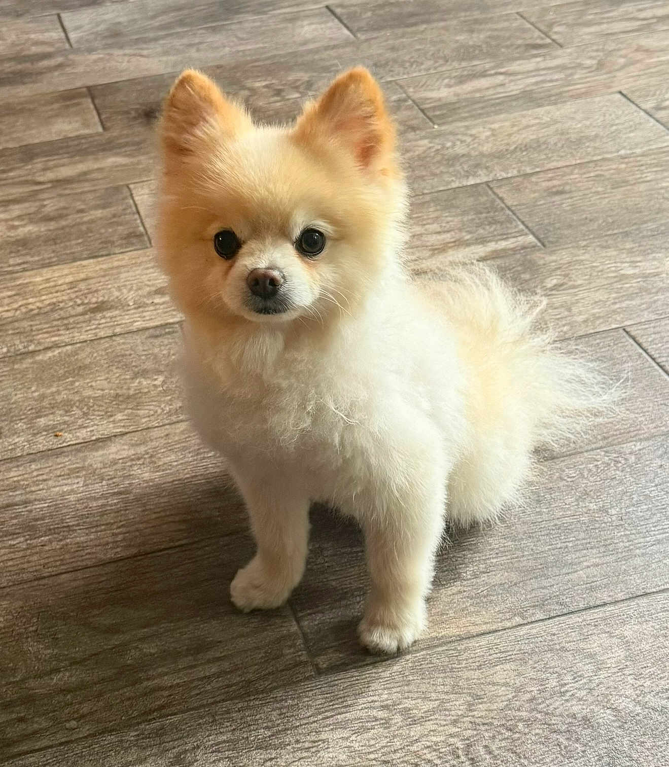 Mikey Lobito joined the competition — help win amazing prizes! dog, puppy, pomeranian, fluffy, cream_colored, pet, animal, indoor, wooden_floor, small_dog, cute, fur, ears, eyes, standing, portrait, looking_at_camera, companion, domestic_animal, friendly