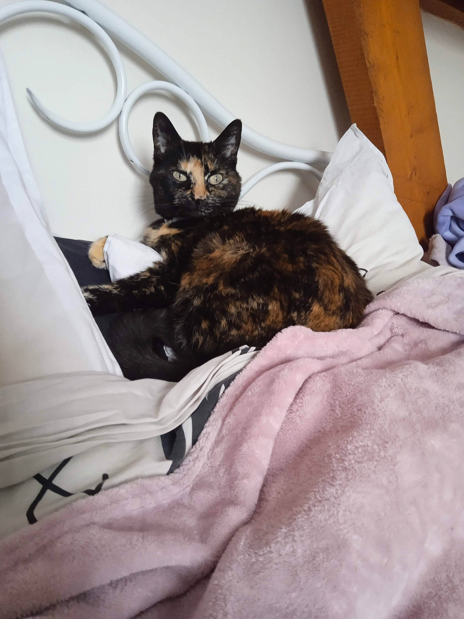 Isis participe au concours pour gagner de l'argent avec cette photo : bed, bed_sheet, bedding, bedroom, black_cat, carnivore, cat, cat_supply, comfort, domestic_short_haired_cat, duvet, felidae, fur, grey, linens, room, sitting, small_to_medium_sized_cats, tail, whiskers