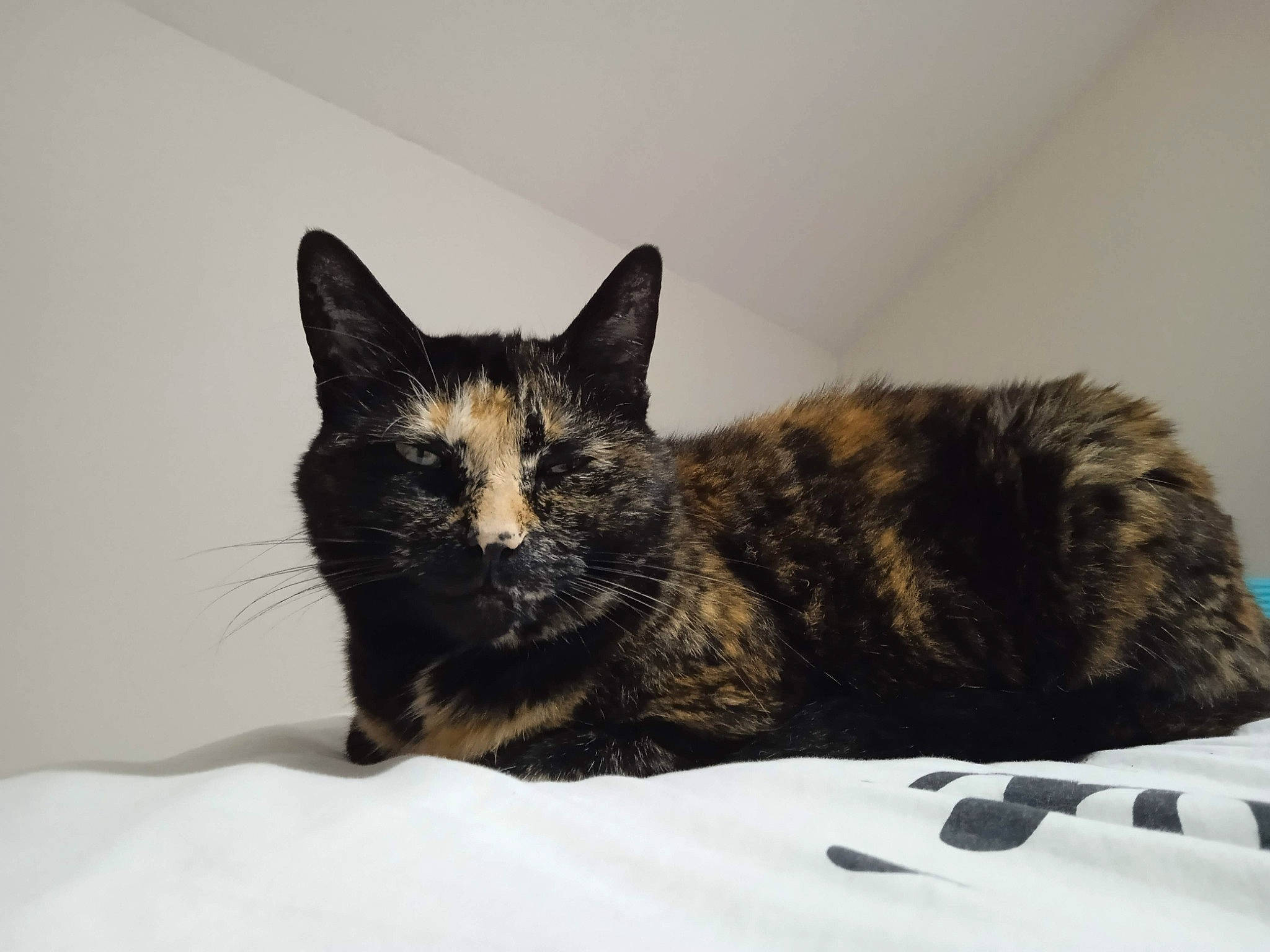 Isis a rejoint le concours — aidez-le/la à gagner de superbes lots ! bed, black_cat, carnivore, cat, cat_supply, claw, comfort, domestic_short_haired_cat, eye, felidae, fur, pet_supply, small_to_medium_sized_cats, snout, tail, terrestrial_animal, whiskers