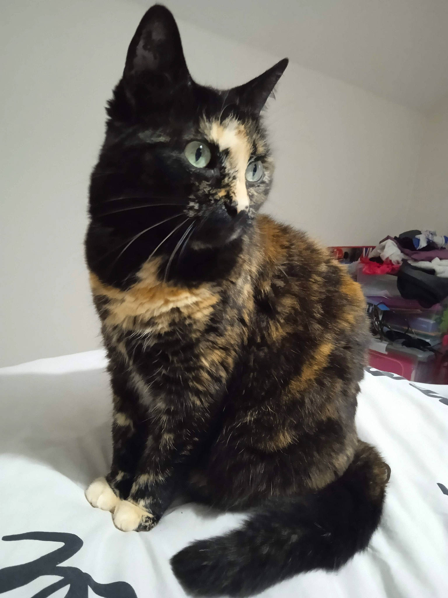 Isis a rejoint le concours — aidez-le/la à gagner de superbes lots ! box, carnivore, cat, cat_supply, claw, comfort, domestic_short_haired_cat, ear, felidae, foot, fur, paw, sitting, small_to_medium_sized_cats, snout, tail, terrestrial_animal, whiskers