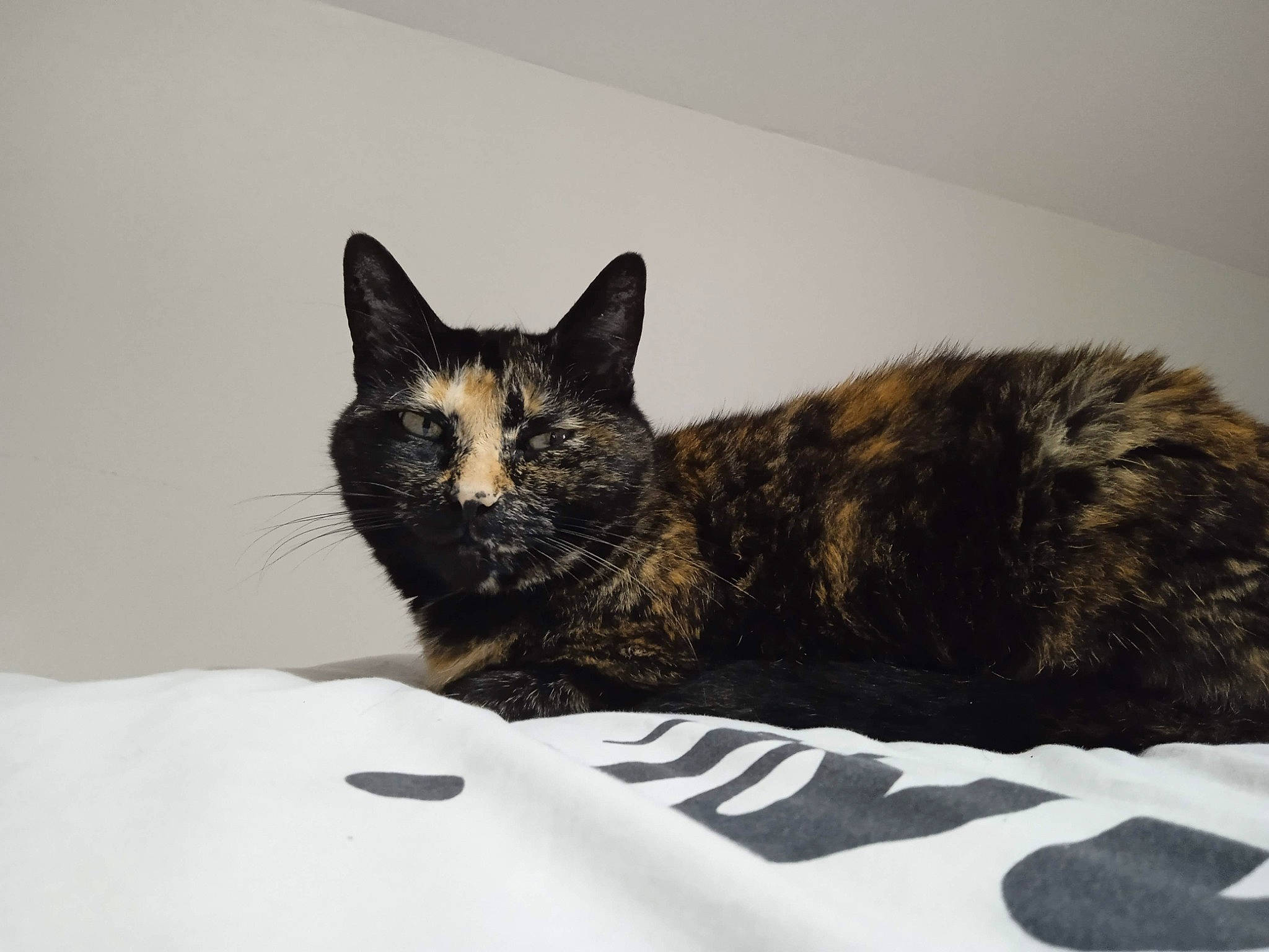 Isis participe au concours pour gagner de l'argent avec cette photo : bed, black_cat, carnivore, cat, cat_supply, claw, comfort, domestic_short_haired_cat, felidae, fur, grey, paw, room, sitting, small_to_medium_sized_cats, snout, tail, terrestrial_animal, whiskers