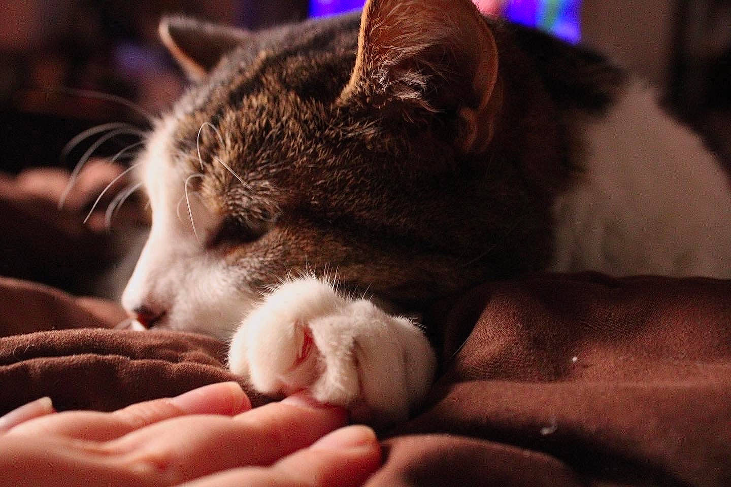 Nim joined the competition — help win amazing prizes! carnivore, cat, claw, comfort, darkness, domestic_short_haired_cat, ear, felidae, foot, fur, gesture, nail, nap, paw, sleep, small_to_medium_sized_cats, snout, tail, whiskers, wood