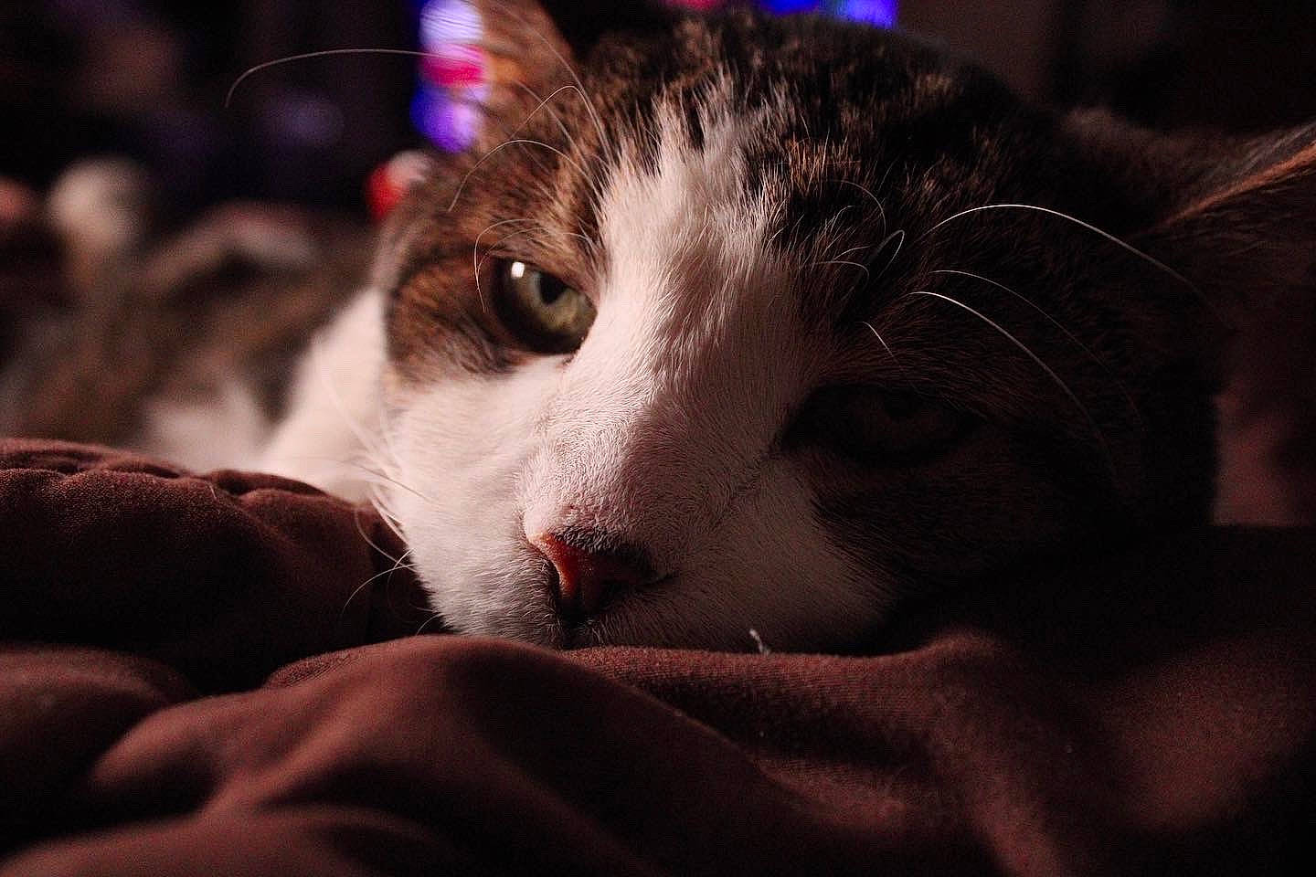 Nim is registered to the contest to win money with this photo: carnivore, cat, comfort, darkness, domestic_short_haired_cat, ear, eyelash, felidae, fur, macro_photography, nap, night, paw, sleep, small_to_medium_sized_cats, snout, tail, terrestrial_animal, whiskers, wildlife