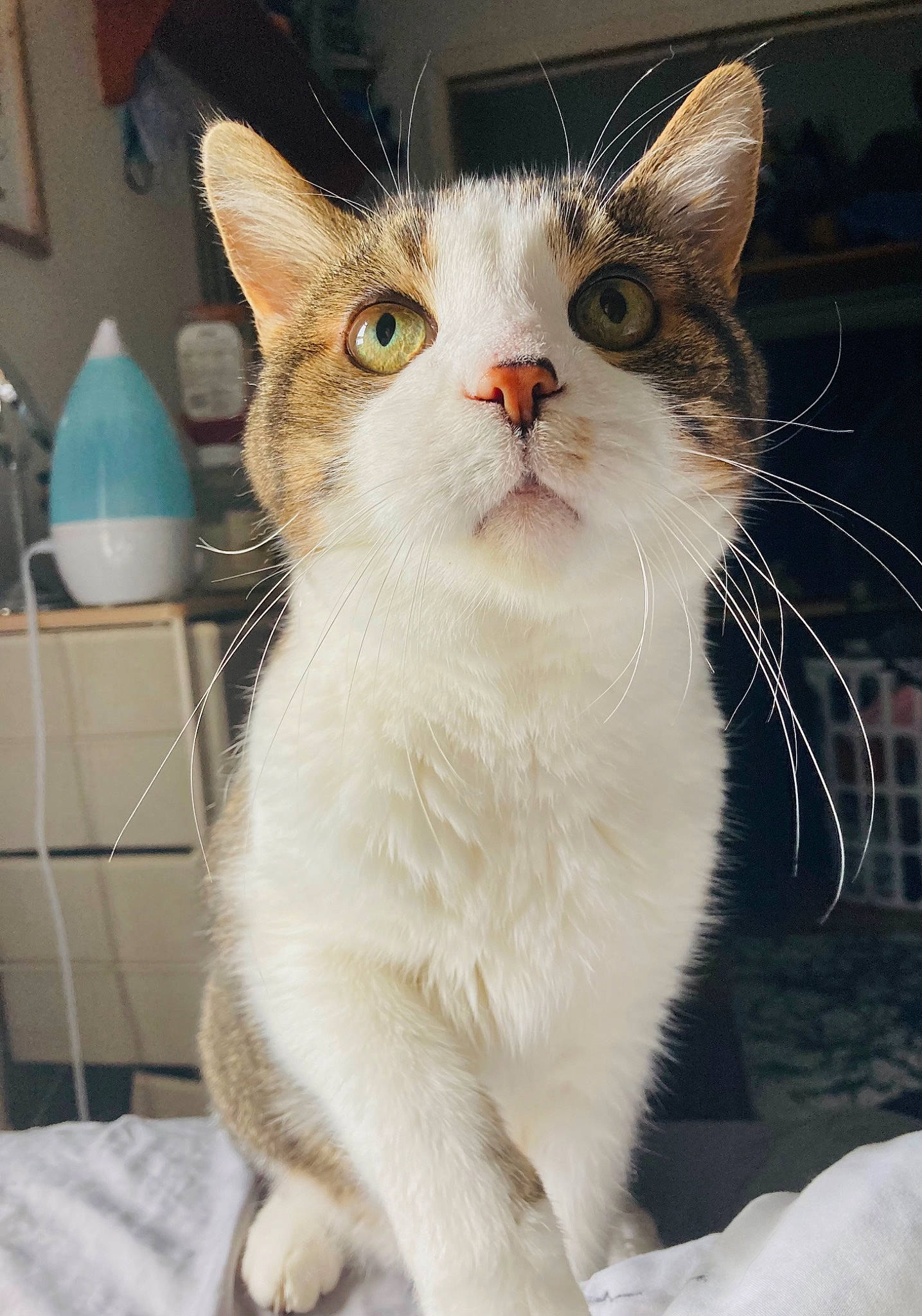 Nim is registered to the contest to win money with this photo: box, carnivore, cat, cat_supply, collar, domestic_short_haired_cat, fawn, felidae, fur, lamp, paw, pet_supply, small_to_medium_sized_cats, snout, tail, whiskers, window