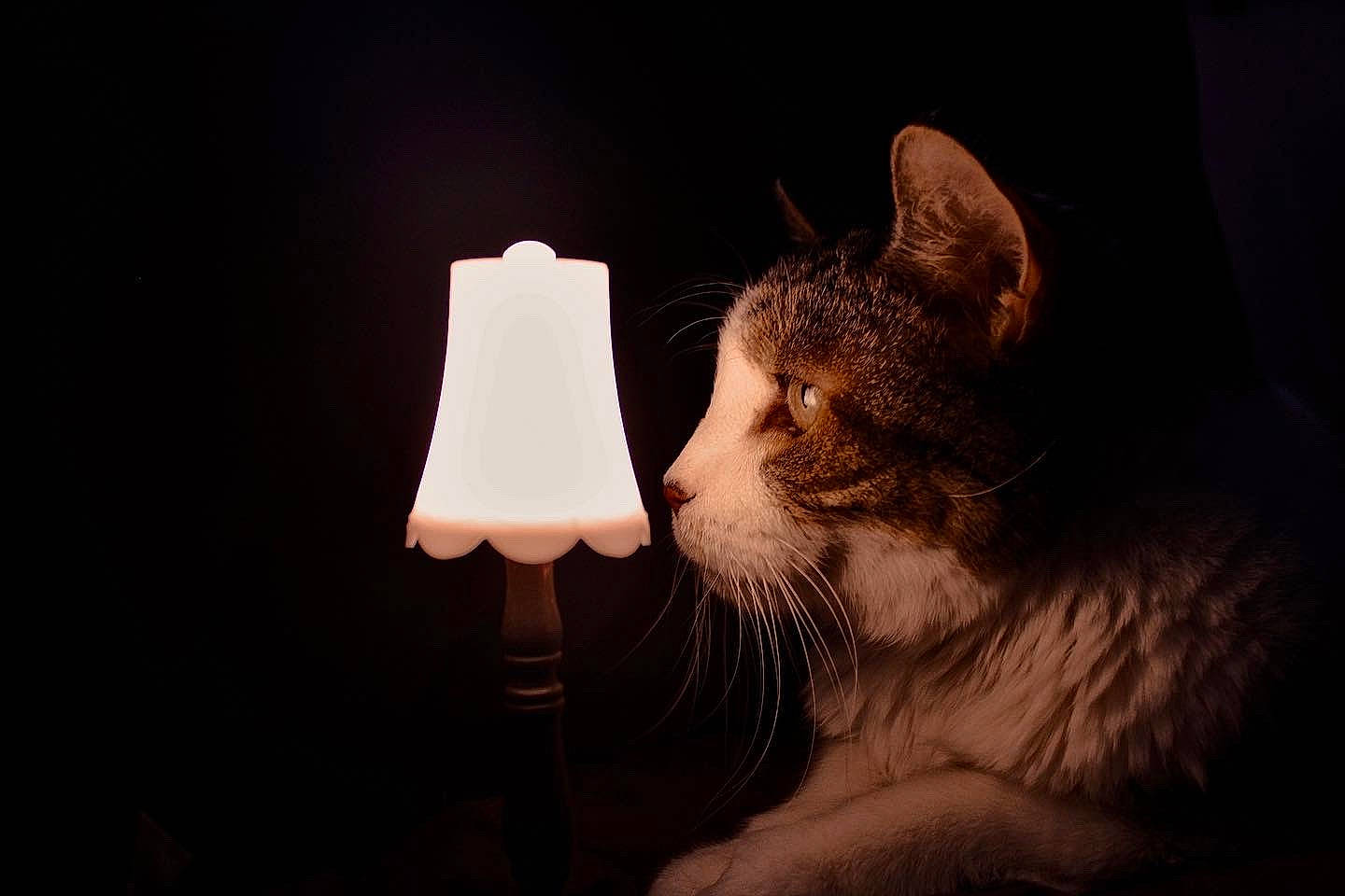Nim is registered to the contest to win money with this photo: carnivore, cat, darkness, domestic_short_haired_cat, facial_hair, felidae, fur, home_accessories, lamp, lampshade, light_fixture, lighting_accessory, night, room, small_to_medium_sized_cats, still_life_photography, tail, tints_and_shades, whiskers, wood