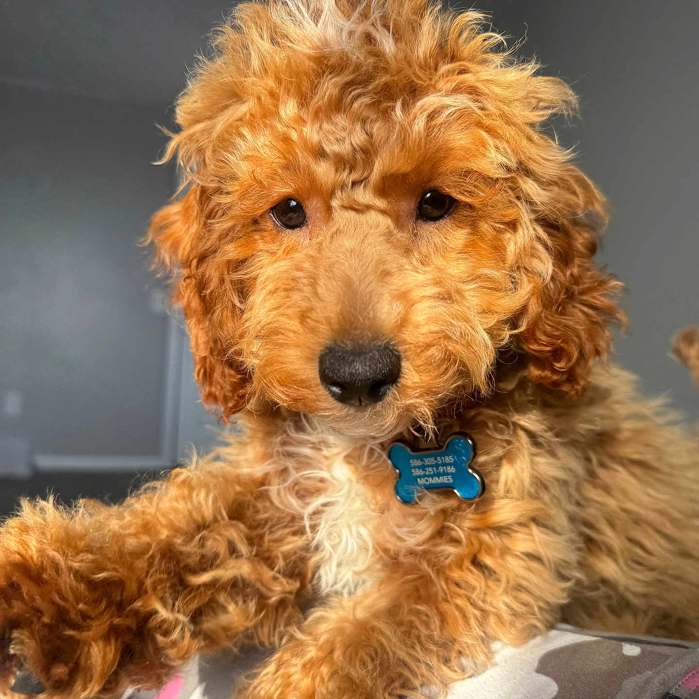 Milo joined the competition — help win amazing prizes! airedale, animal, canine, cockerspaniel, dog, pet, poodle, puppy, terrier, whitedog