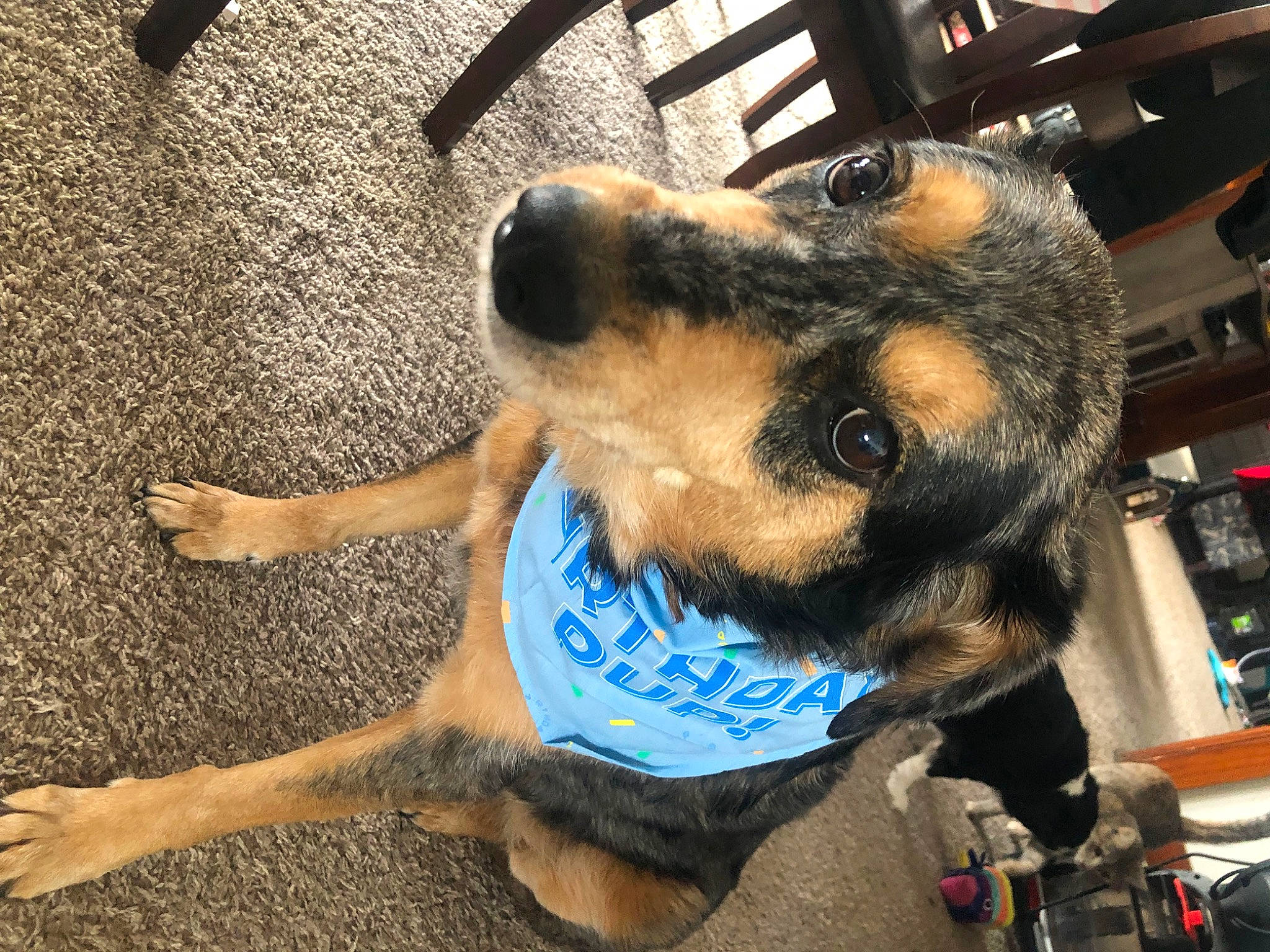 Tucker is registered to the contest to win money with this photo: canidae, carnivore, collar, companion_dog, dog, dog_breed, dog_collar, dog_supply, electric_blue, fawn, flooring, fur, leash, old_german_shepherd_dog, paw, pet_supply, snout, sporting_group, whiskers, working_animal