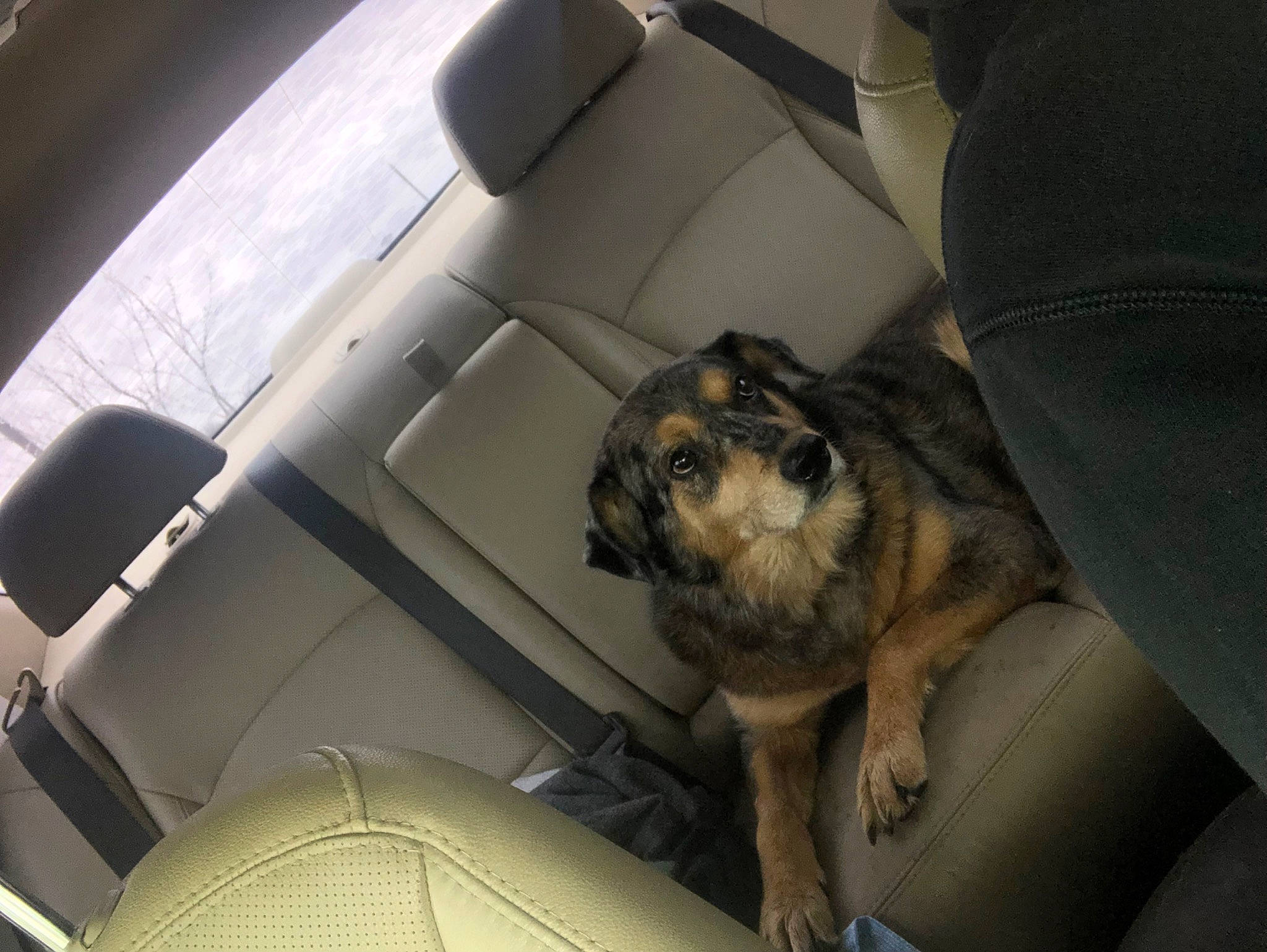 Tucker joined the competition — help win amazing prizes! auto_part, automotive_design, automotive_exterior, car, car_seat, car_seat_cover, carnivore, comfort, companion_dog, dog, dog_breed, fawn, head_restraint, motor_vehicle, personal_luxury_car, snout, tints_and_shades, vehicle, vehicle_door, window