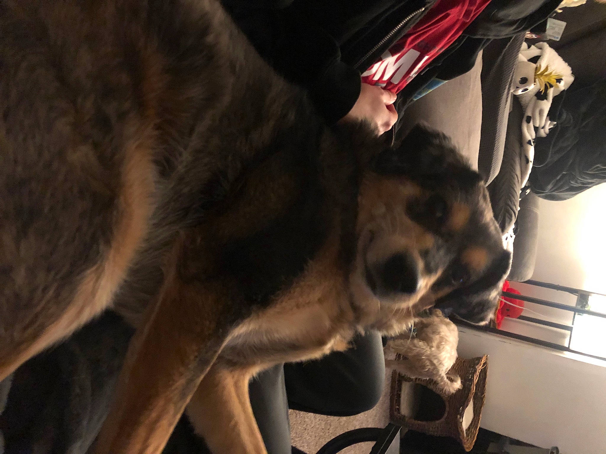 Tucker is registered to the contest to win money with this photo: automotive_lighting, canidae, carnivore, companion_dog, dog, dog_breed, fawn, fur, german_shepherd_dog, jaw, metal, night, snout, sporting_group, tail, terrestrial_animal, tree, wildlife, wood, working_animal